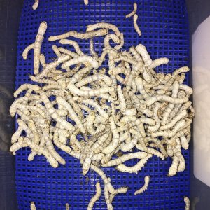 Coastal Silkworms