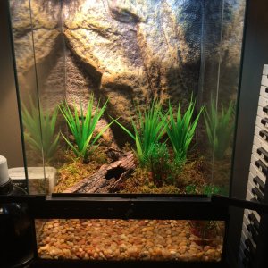 New leopard frog tank