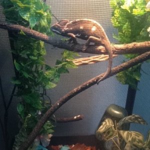 Her and i are new to eachother also new to this web site im anthony and i have lots of questions to ask and her name is mint that chameleon aha