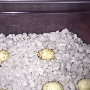 eggs