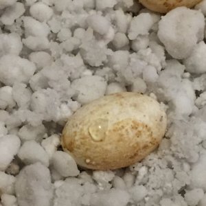 egg