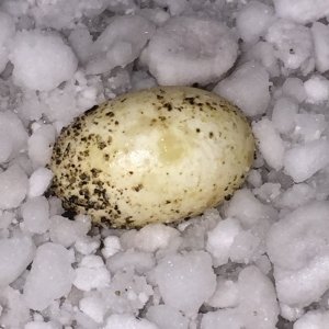 egg