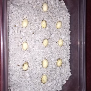 eggs