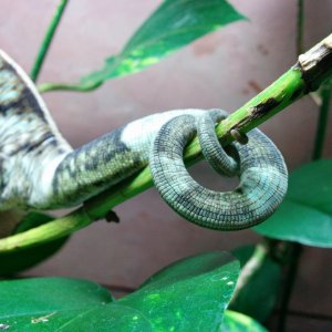 Curly tail (Apr 2016)