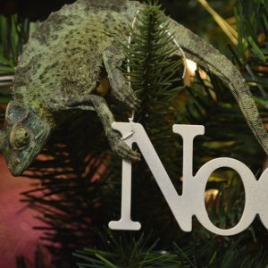 chameleon on Noel ornament