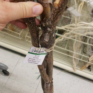 Hobby Lobby Branches for Cham cage