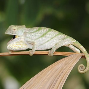 Chameleon 8