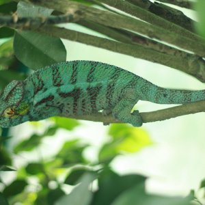 Ambanja Panther Chameleons