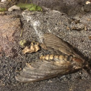 Sphinx moth?