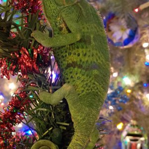 Have yourself a scaly little Christmas