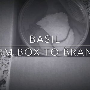 Basil From Box to Branch