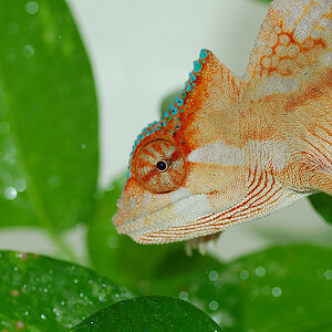 Crested Chameleon