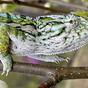 Carpet chameleon