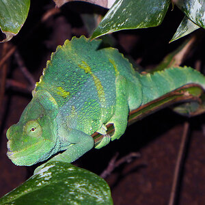 Chameleon 31