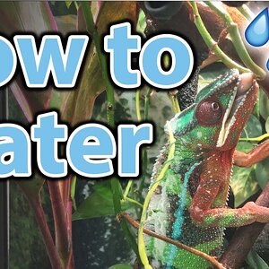 How to water your chameleon | Humidity, misting, and hydration
