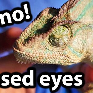 Why are my chameleon's eyes closed?