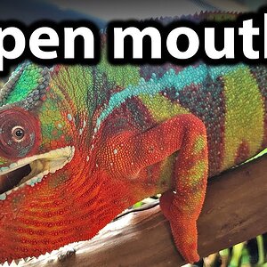 Why is my chameleon's mouth open? | Chameleon gaping