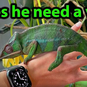 When should you take a chameleon to the vet?