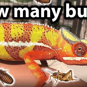 How much to feed to a chameleon