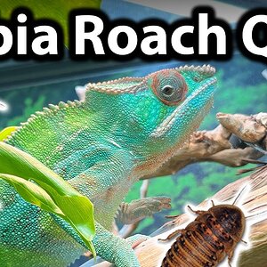 Can chameleons eat dubia roaches? | Dubia roach Q&A