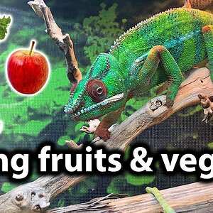 What fruits and vegetables to feed to a chameleon
