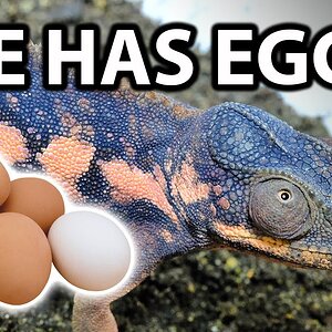 Everything you need to know about chameleon egg laying | How to set up a laying bin
