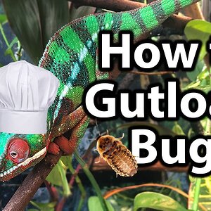 How to gutload bugs for a chameleon