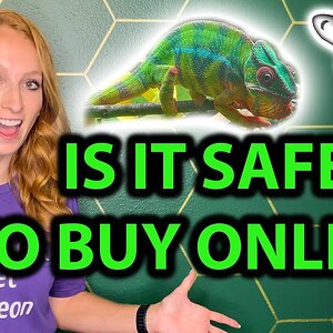 Is it safe to buy a chameleon online?