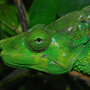 Chameleon 5
