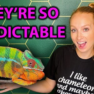 5 tings I've learned in 5 years of keeping chameleons