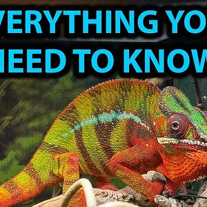 ULTIMATE PANTHER CHAMELEON CARE GUIDE