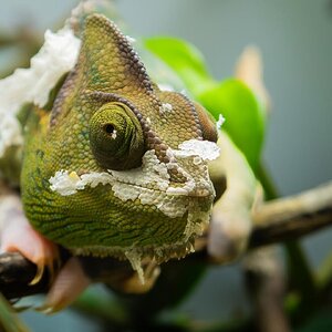 Shedding!