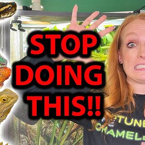 7 THINGS IN THE REPTILE HOBBY THAT NEED TO CHANGE!