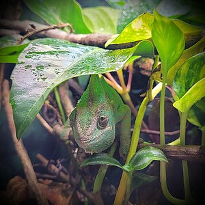 Derpy hiding under umbrella tree