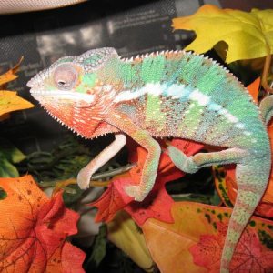 Weensy - 1.5 year old Male Ambilobe Panther Chameleon