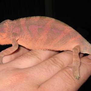 Violet - Female Ambilobe Panther Chameleon