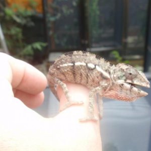 kongo, sired by sprite from kalidascope chameleons.