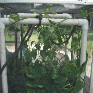 Pothos and fake vine in the cage.