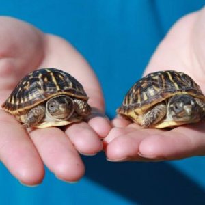 Calvin and Hobbes - baby ornate box turtles