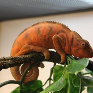 Lady Lou. From Trinity Chameleons (Canada) Not related to Raiden's blood line.