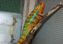 FOR SALE CHAM
