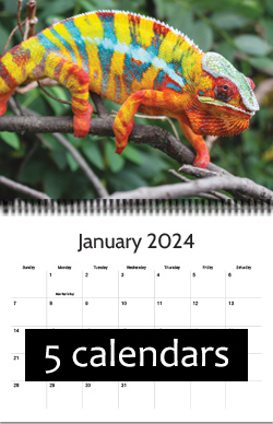 2024 bulk (5) calendars