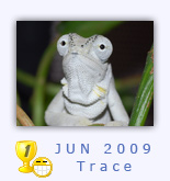 goetze�s chameleon by Trace