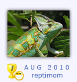 veiled chameleon