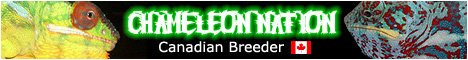 Chameleon Nation