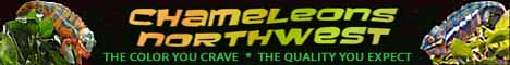 Chameleons Northwest
