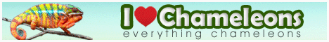 I Love Chameleons