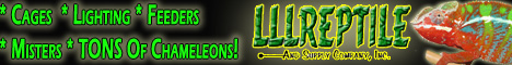 LLLReptile