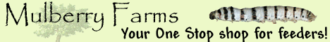 Mulberry Farms
