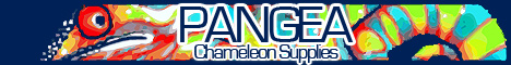 Pangea Reptile